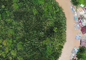 aerial view using a drone of the jungle of Borneo photo