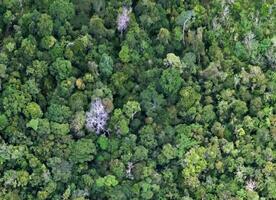 aerial view using a drone of the jungle of Borneo photo