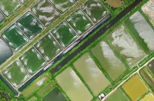 aerial view using a drone of the jungle of Borneo photo
