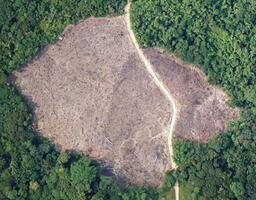 aerial view using a drone of the jungle of Borneo photo