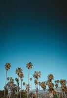Palms in California with sky at beach photo