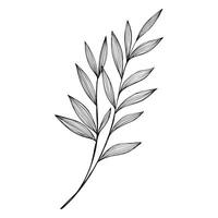 Botanical leaf doodle wildflower line art on white background vector