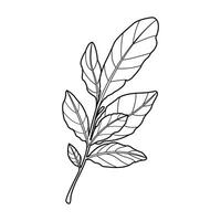 Botanical leaf doodle wildflower line art on a white background vector