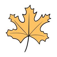 Illustration of a maple leaf on a white background. vector