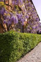 Summer flower bed of beautiful blooming bright purple forest flowers of sage or Salvia nemorosa photo