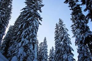 Snowy Pine Trees and Blue Sky with Snow and Winter Forest photo