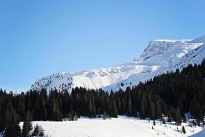 Beautiful Pine forest and snowy mountains in the alps photo