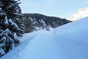 Winter Snowy Road at the Pine Forest or Spruce Woods at the Mountains with Snow photo