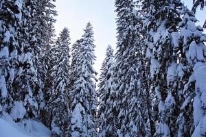 Winter Pine Forest at the Mountains with Snow at Sunset Sky photo
