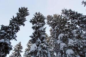 Snowy Pine Trees and Blue Sky with Snow and Winter Forest photo