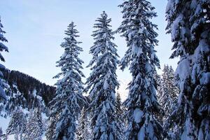 Winter Pine Forest at the Mountains with Snow photo