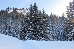 Winter Pine Forest at the Mountains with Snow photo