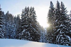 Winter Pine Forest at the Mountains with Snow photo