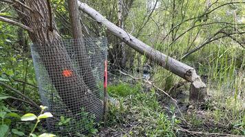 A tree protected from a beaver by a metal mesh, next to a tree gnawed and felled by a beaver photo