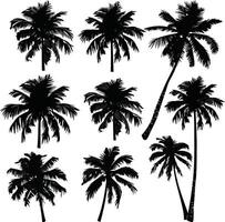 Set of Silhouettes of Palm Trees in Various Shapes, Isolated on White Background for Your Design vector