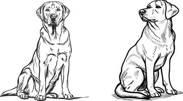 Drawing of a Mastiff Dog in a Sitting Pose on White Background vector