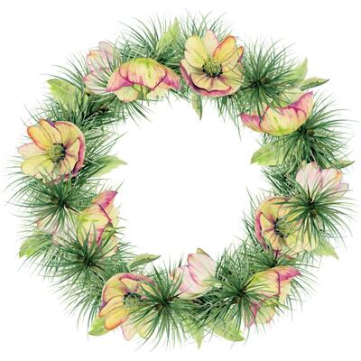 Pine tree, fir tree, spruce branches, pink hellebore flowers. Watercolor hand drawn illustration, wreath frame isolated on white. Xmas, happy new year festive, noel navidad. Cards, gifts, florist.
