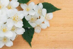 Jasmine flowers with a twig and leaves on a light wooden background with copy space photo