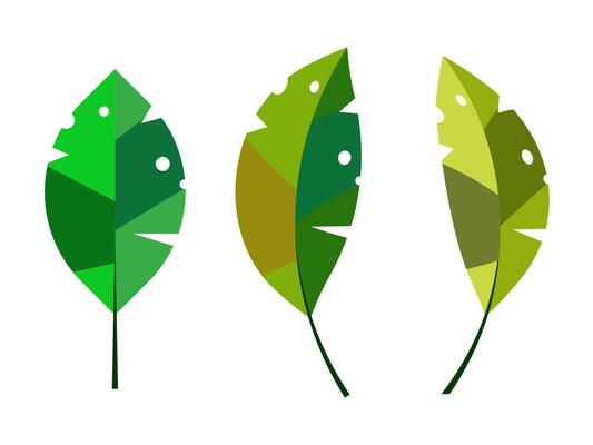 three banana leaves illustration