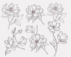 Hand Drawn Magnolia Flower Set vector