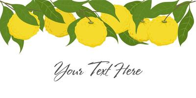 Hand drawn yuzu fruit header. Set of Yuzu fruits with name isolated on a white background vector