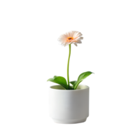 BARBERTON DAISY in minimalist white pot isolated on transparent background. png
