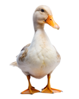 Duck isolated on transparent background png
