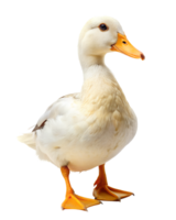 Duck isolated on transparent background png