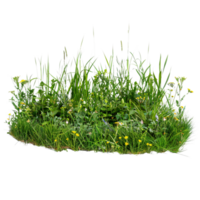A mixed prairie grass bed in early summer, lush and vibrant green with occasional wildflowers, isolated on a transparent background png