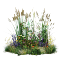 A mixed prairie grass bed in mid-summer, tall and dense with grasses in full bloom, isolated on a transparent background png