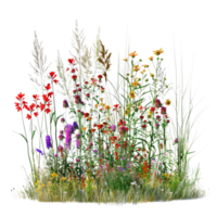 A mixed prairie grass bed in mid-summer, tall and dense with grasses in full bloom, isolated on a transparent background png