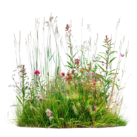 en blandad prärie gräs säng i midsommar, lång och tät med gräs i full blomma, isolerat på en transparent bakgrund png