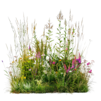 en blandad prärie gräs säng i midsommar, lång och tät med gräs i full blomma, isolerat på en transparent bakgrund png