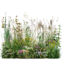 en blandad prärie gräs säng i midsommar, lång och tät med gräs i full blomma, isolerat på en transparent bakgrund png