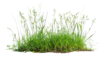 A mixed prairie grass bed in spring, fresh green shoots emerging, isolated on a transparent background png
