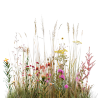 en blandad prärie gräs säng i midsommar, lång och tät med gräs i full blomma, isolerat på en transparent bakgrund png