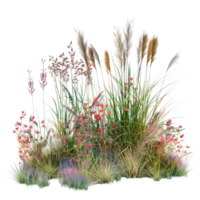 en blandad prärie gräs säng i midsommar, lång och tät med gräs i full blomma, isolerat på en transparent bakgrund png