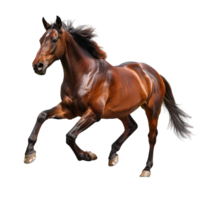 A powerful brown horse running with full speed, isolated on a transparent background png