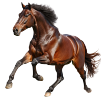 A powerful brown horse running with full speed, isolated on a transparent background png