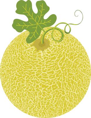 Cantaloupe melon with leaf isolated
