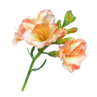A beautiful freesia flower in full bloom, isolated on a transparent background png