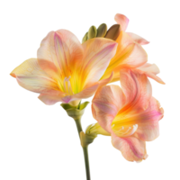 A beautiful freesia flower in full bloom, isolated on a transparent background png