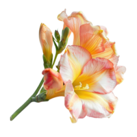 A beautiful freesia flower in full bloom, isolated on a transparent background png