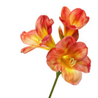 A beautiful freesia flower in full bloom, isolated on a transparent background png