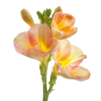 A beautiful freesia flower in full bloom, isolated on a transparent background png