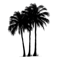 A silhouette of a palm tree with three trunks isolated on a transparent background png