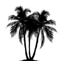 A silhouette of a palm tree with three trunks isolated on a transparent background png