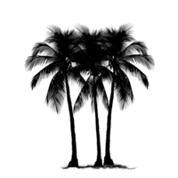 A silhouette of a palm tree with three trunks isolated on a transparent background png