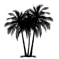 A silhouette of a palm tree with three trunks isolated on a transparent background png