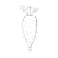 hand drawn carrot sketch design vector